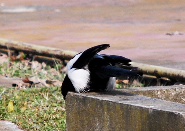 Avifauna humor